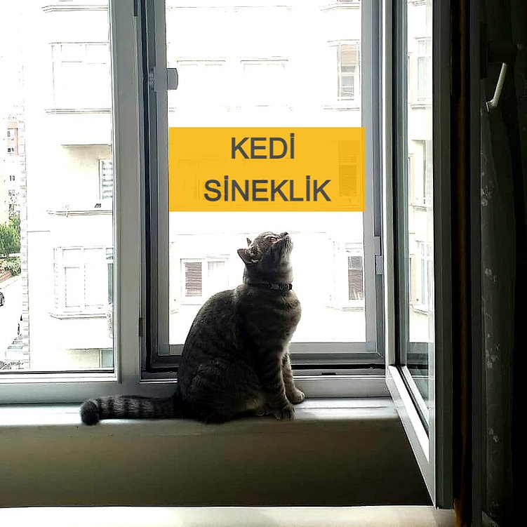 Kedi telli sineklik